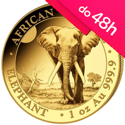 Moneta złota z serii African Wildlife: Słoń Somalijski 2025 1 oz   (48h)