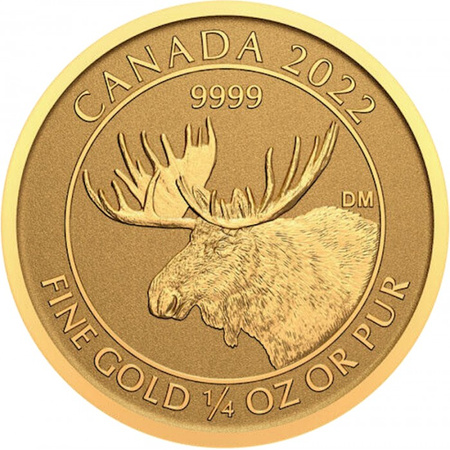 Złota moneta Łoś 1/4 oz Canada 2022 (24h)