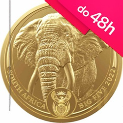 Moneta złota z serii Big Five: Słoń 2022 1 oz (48h)