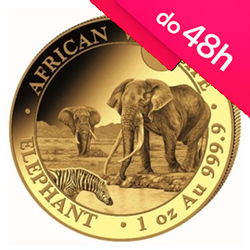 Moneta złota z serii African Wildlife: Słoń Somalijski 2026 1 oz  (48h)